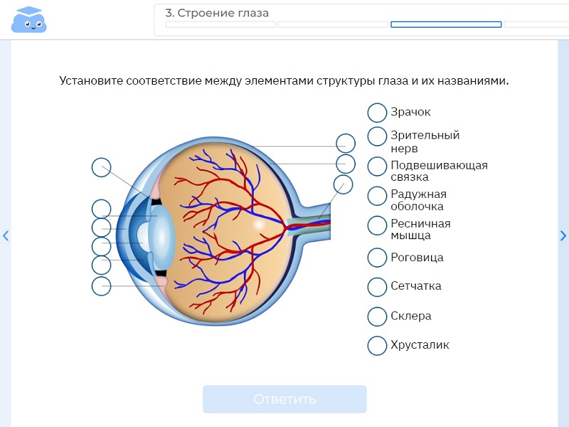 Индивидуальная работа – выполнение заданий самостоятельной работы по теме «Зрительный анализатор. Строение и функции глаза». Тренажер «Облако знаний». Биология, 9 класс